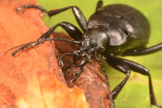 Lederlaufkäfer (6).jpg